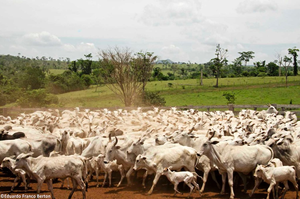 La Policía descubre irregularidades en el traslado de ganado en un campo de Santa&nbsp;Cruz
