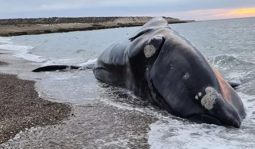 Chubut: una toxina natural habría dejado a 70 ballenas&nbsp;muertas