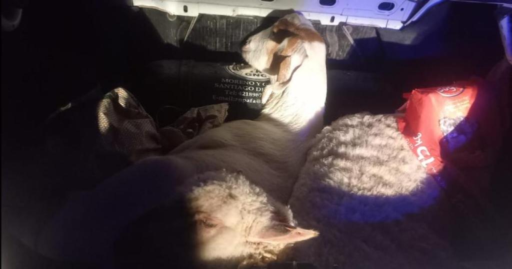 Detuvieron a un grupo que transportaba 33 cabras y ovejas&nbsp;robadas