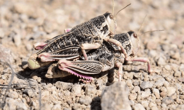 Emergencia en la Patagonia por la Tucura&nbsp;Sapo
