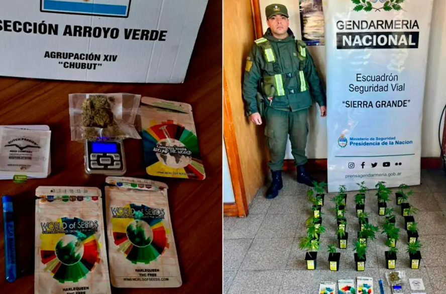 En Chubut, incautan tres lagartos, drogas y 66 millones de&nbsp;pesos