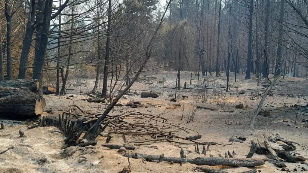 Río Negro declara la emergencia ígnea por un año ante el alto riesgo de&nbsp;incendios