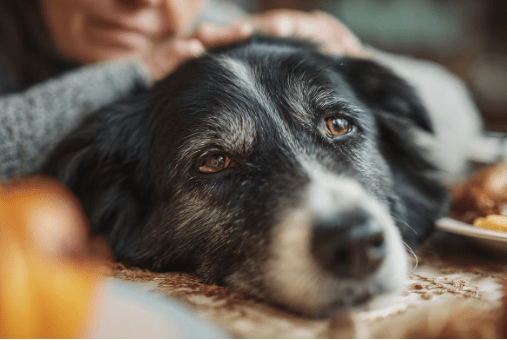 La demencia canina afecta a más del 60 % de los perros mayores: síntomas para detectarla a&nbsp;tiempo
