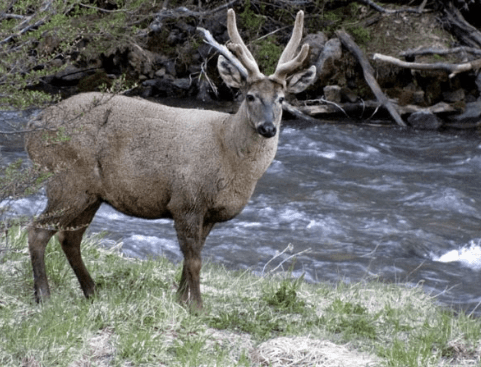 Monitorean al huemul “Newenche” a un año de su llegada al Parque Nacional&nbsp;Lanín