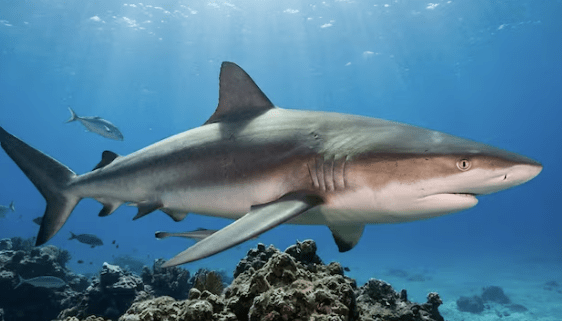 Avistaron más de 100 tiburones bacota en las costas de Río&nbsp;Negro