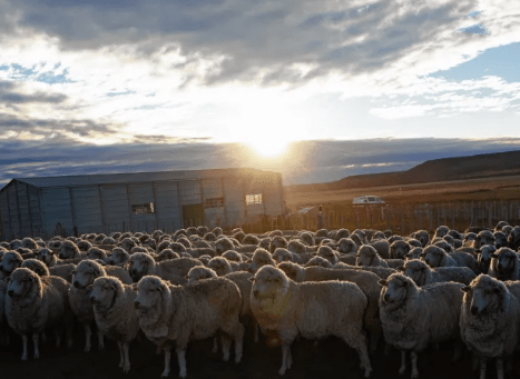 Maquinchao celebra su aniversario: la capital de la lana está de&nbsp;fiesta