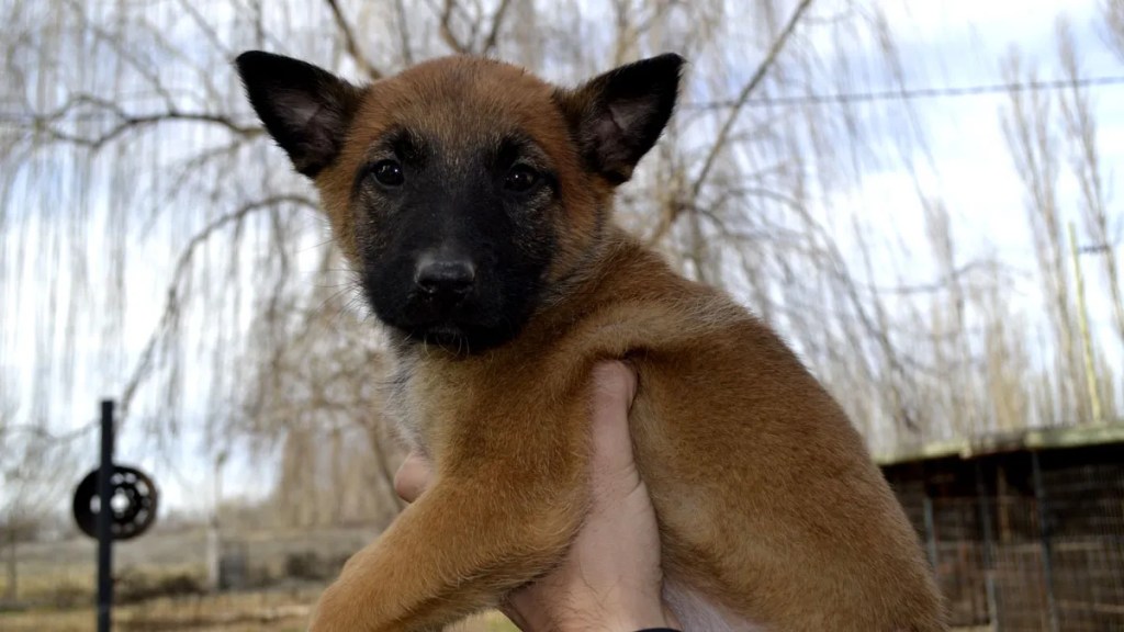 Refuerzan controles con perros entrenados en distintas ciudades de Río&nbsp;Negro