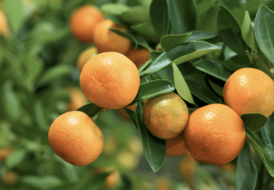Quilino se prepara para una nueva Fiesta de la Mandarina con entrada&nbsp;libre