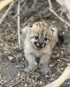 Una cría de puma nacida en Parque Patagonia sorprende a conservacionistas
