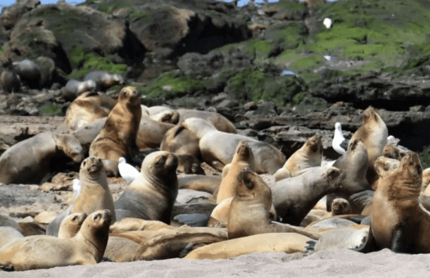 Puerto Lobos cumple 28 años y refuerzan las acciones para preservar su&nbsp;biodiversidad