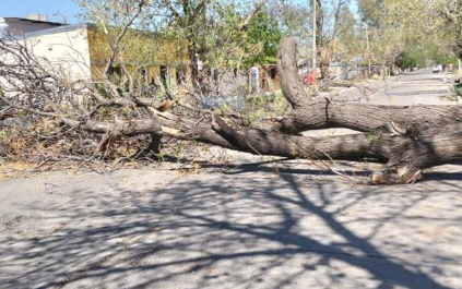 Fuertes ráfagas de viento causaron destrozos y caída de árboles en Neuquén