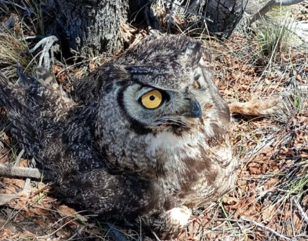 Rescatan a un búho tucúquere en un arroyo de Caviahue gracias al aviso de un poblador