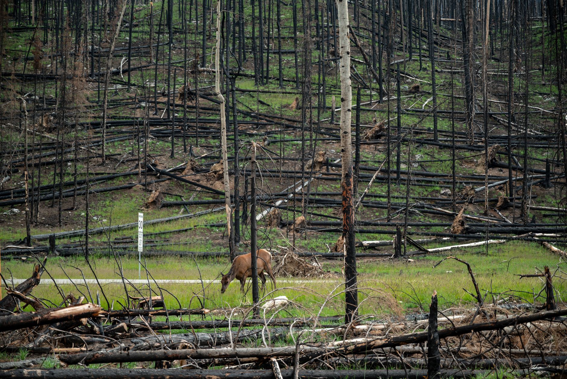 El parque nacional que nació en una estancia de 12.000 hectáreas y logró que volvieran animales que ya no estaban